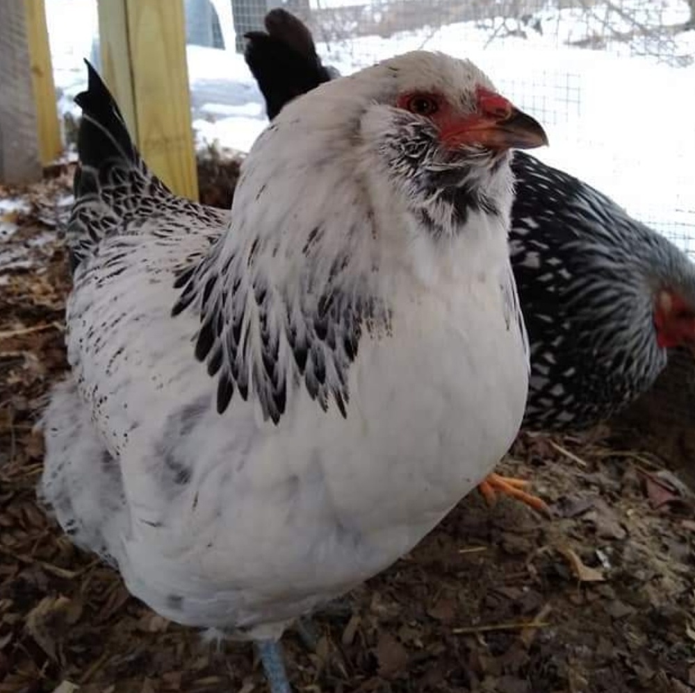 Meet your Posher, Susan